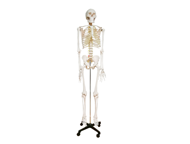 ESQUELETO HUMANO ALTO 180CM.MAT.PLAS.PVC.B.METALC/RODA ProcetScientific  x 1 Modelo anatómico de tamaño real (180 cm), diseñado para estudios médicos y demostraciones educativas. Fabricado en PVC resistente, con brazos y piernas desmontables, mandíbula móvil y detalles anatómi