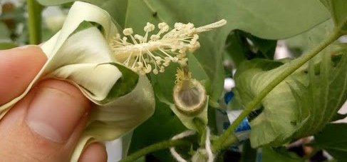 Los primeros pasos en el desarrollo de nuevas variedades de algodón en INTA Reconquista