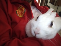 Me voy a llevar al conejo a Son Moix