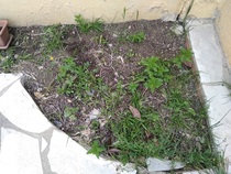 Ideas para patio lateral y trasero de un adosado. | Página 2