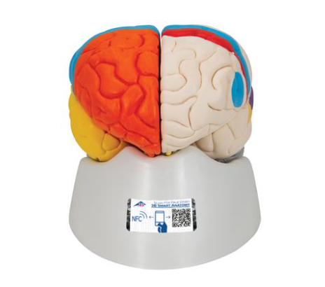 CEREBRO CON ARTERIAS DESMONTABLE EN 8 PIEZAS SOBRE SOPORTE ProcetScientific x 1 Modelo anatómico detallado del cerebro humano, desmontable en 8 piezas para facilitar el estudio de su estructura interna. Incluye representación de arterias cerebrales, permitiendo visualizar la irri