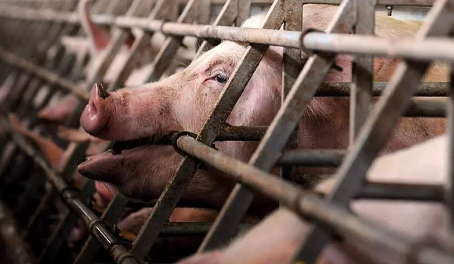 Pand&egrave;mia porcina. Els interessos de l'agroind&uacute;stria i de la farmaind&uacute;stria veterin&agrave;ria i els riscos que comporten