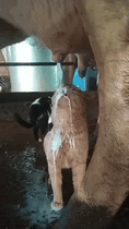 2APjFRQ.gif