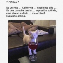 OrMo1Ei.jpeg