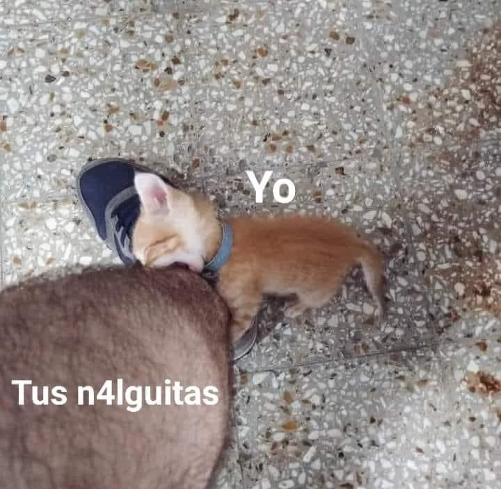 cauNhpG.jpeg